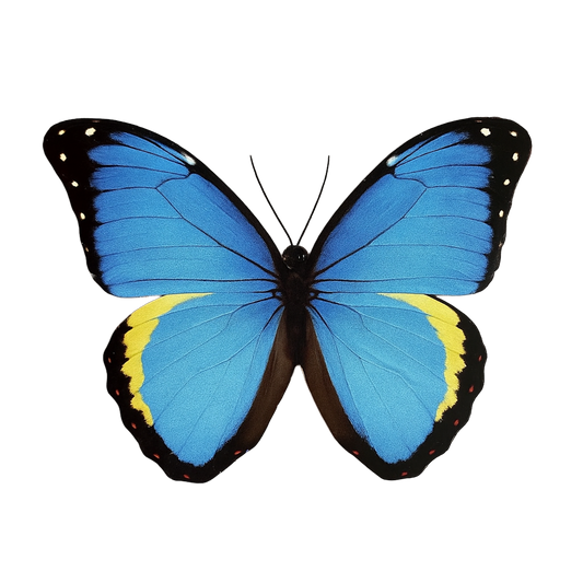 Butterfly Clips